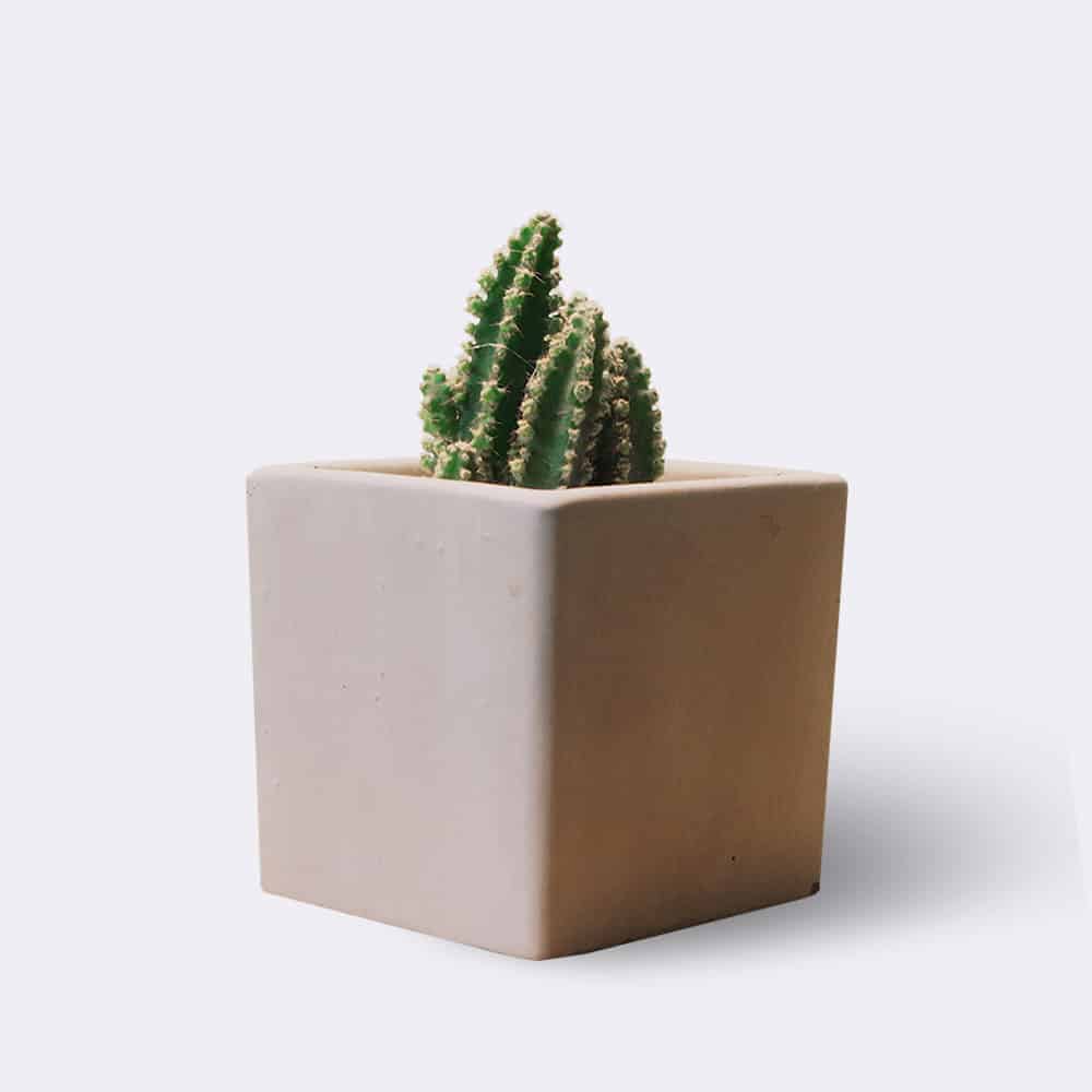 Esileht Cactus2 Free Img